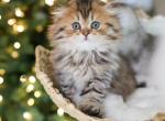 DUTCHESS - Scottish Fold Cat For Sale - Fontana, CA, US