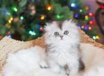DAEMON - Scottish Fold Cat For Sale - Fontana, CA, US
