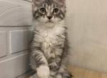 Paris - Maine Coon Cat For Sale - NY, US