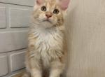 London - Maine Coon Cat For Sale - NY, US