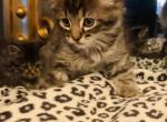 Tri colored female - Maine Coon Cat For Sale - Kent, WA, US