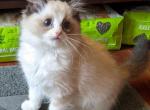 TICA Bicolor Ragdoll Female - Ragdoll Cat For Sale - Bryan, TX, US