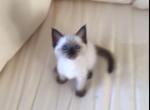 Binki - Siamese Cat For Sale - Queenstown, MD, US