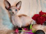 Phenix - Bambino Cat For Sale - Mundelein, IL, US