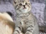 Grayson - Scottish Straight Cat For Sale - Shorewood, IL, US