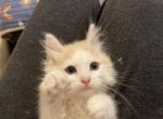 Marmalade Jr - Ragamuffin Cat For Sale - Plummer, ID, US