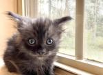 Fall litter smores - Maine Coon Cat For Sale - Daphne, AL, US