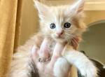 Fall litter pumpkin - Maine Coon Cat For Sale - Daphne, AL, US