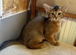 Penelope - Abyssinian Cat For Sale - Odesa, Odessa Oblast, UA