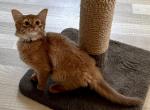 Quantas - Somali Cat For Sale - Odesa, Odessa Oblast, UA