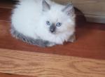 Gorgeous Persian x Ragamese Hybrid - Himalayan Kitten For Sale