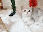 Channel - Munchkin Cat For Sale - Staten Island, NY, US