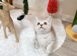 Dior - Munchkin Cat For Sale - Staten Island, NY, US