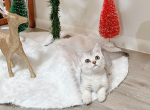 Miumiu - Munchkin Cat For Sale - Staten Island, NY, US