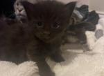 Black Smoke Maine Coon Kitten - Maine Coon Cat For Sale - Chapel Hill, NC, US