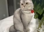 Julie - Scottish Fold Cat For Sale - 