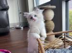 Sweet - Ragdoll Cat For Sale - New York, NY, US