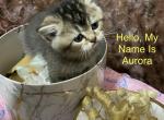 Aurora - British Shorthair Cat For Sale - Gainesville, GA, US