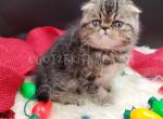 Scottish Kilt Folded male - Scottish Fold Cat For Sale - Daytona Beach, FL, US