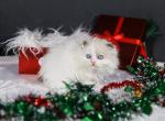 Foldex kittens ready January - Scottish Fold Cat For Sale - Omaha, NE, US