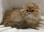 Trudy - Persian Cat For Sale - Callahan, FL, US