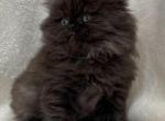 Royce - Persian Cat For Sale - Callahan, FL, US