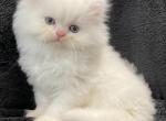 Olivia - Persian Cat For Sale - Callahan, FL, US