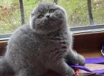 Malysh - Scottish Fold Cat For Sale - Los Angeles, CA, US