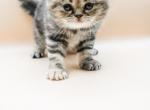 Izzy's Kittens 1 - Scottish Fold Cat For Sale - Tampa, FL, US