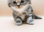 Izzy's Kittens 2 - Scottish Fold Cat For Sale - Tampa, FL, US