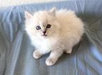 Female Ragdoll - Ragdoll Cat For Sale - Phoenix, AZ, US