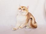 Fortune - British Shorthair Cat For Sale - Los Angeles, CA, US