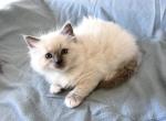 Male Ragdoll Kitten - Ragdoll Cat For Sale - Phoenix, AZ, US