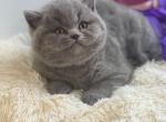 Happy - British Shorthair Cat For Sale - Los Angeles, CA, US