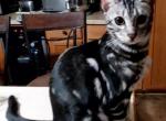 Silver Marbled Female Matilda - Bengal Cat For Sale - Bradner, OH, US