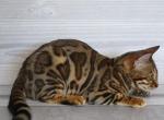 Rita - Bengal Cat For Sale - Norwalk, CT, US