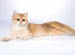 George - British Shorthair Cat For Sale - Fairfax, VA, US