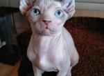 Lili - Sphynx Cat For Sale - Norwalk, CT, US