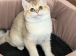 Fatima - British Shorthair Cat For Sale - Los Angeles, CA, US