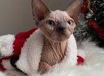 Pegasus - Sphynx Cat For Sale - Norwalk, CT, US