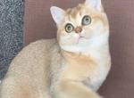 Tom - British Shorthair Cat For Sale - Los Angeles, CA, US