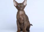 Demi - Oriental Cat For Sale - Norwalk, CT, US