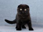 Naomi - Scottish Fold Cat For Sale - Hollywood, FL, US