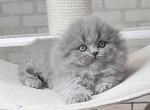 Lion - Scottish Fold Cat For Sale - Hollywood, FL, US