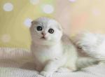 Millie - Scottish Fold Cat For Sale - Hollywood, FL, US