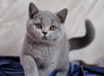 Wito PL - British Shorthair Cat For Sale - Hollywood, FL, US