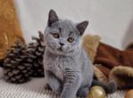 Watson PL - British Shorthair Cat For Sale - Hollywood, FL, US