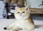 Nichole - British Shorthair Cat For Sale - Hollywood, FL, US