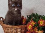 Hammer - British Shorthair Cat For Sale - Hollywood, FL, US