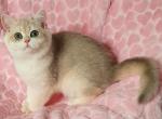 Lusya - British Shorthair Cat For Sale - Hollywood, FL, US